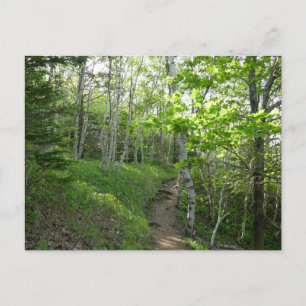 Cartão Postal Floresta no Parque Nacional de Acadia