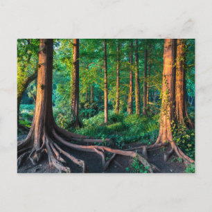 Cartão Postal Floresta no Verão