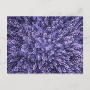 Cartão Postal Floresta Norueguesa de Neve