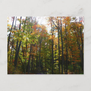 Cartão Postal Floresta Outonal Ensolarada Paisagem de Outono