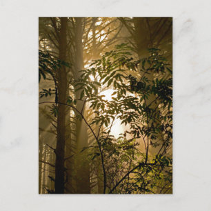 Cartão Postal Floresta Perene   Costa de Oregon