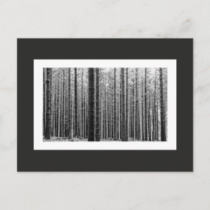 Cartão Postal Floresta (Preto e Branco)