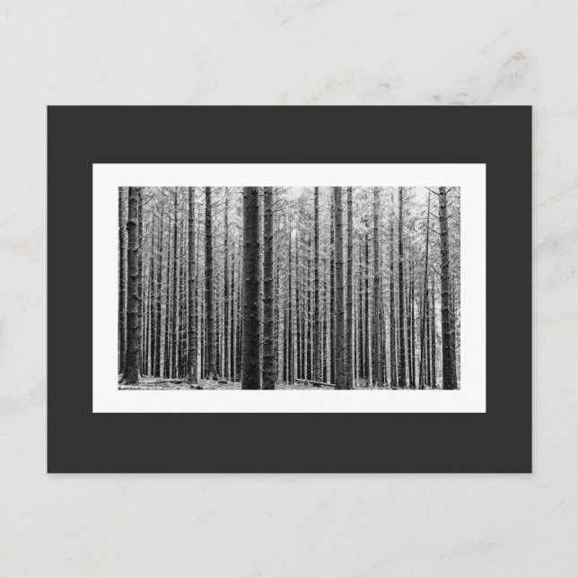 Cartão Postal Floresta (Preto e Branco) (Frente)