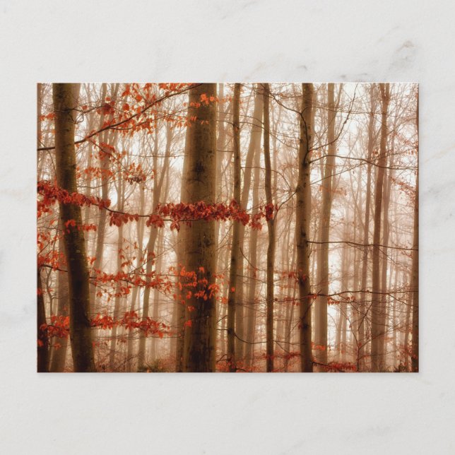 Cartão Postal Floresta sem neve dramática vermelha nebulosa de i (Frente)