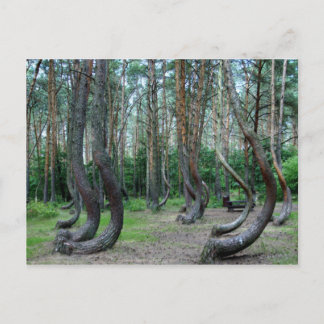 Cartão Postal Floresta torrada - Polônia