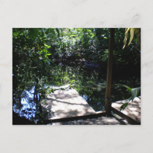 Cartão Postal Floresta tropical