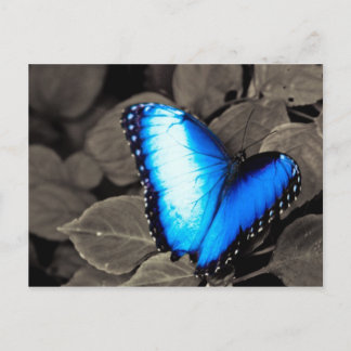 Cartão Postal Floresta Tropical de Borboletas - Gainesville, FL 