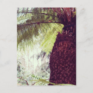 Cartão Postal Floresta Tropical de Samambaias