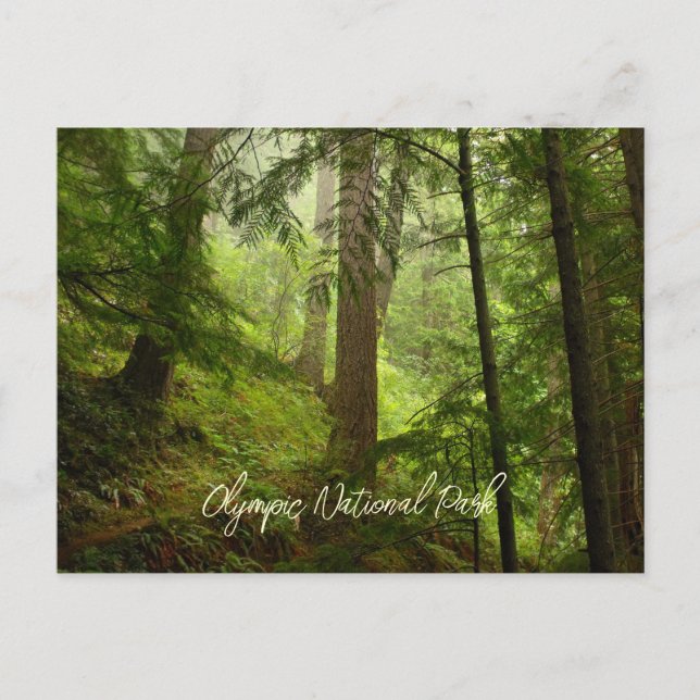 Cartão Postal Floresta Tropical do Parque Nacional Olímpico Pito (Frente)