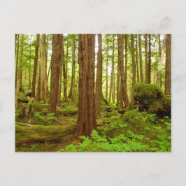 Cartão Postal Floresta Tropical Temperada no Alasca