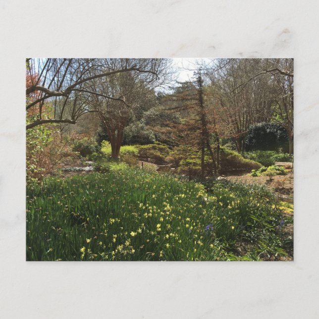 Cartão Postal Floresta Verde com Flores Amarelas (Frente)
