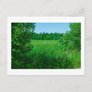 Cartão Postal Floresta Verde de Paisagem Natural