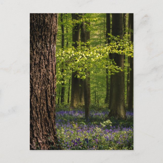 Cartão Postal Florestas | Bluebells na Bélgica (Frente)