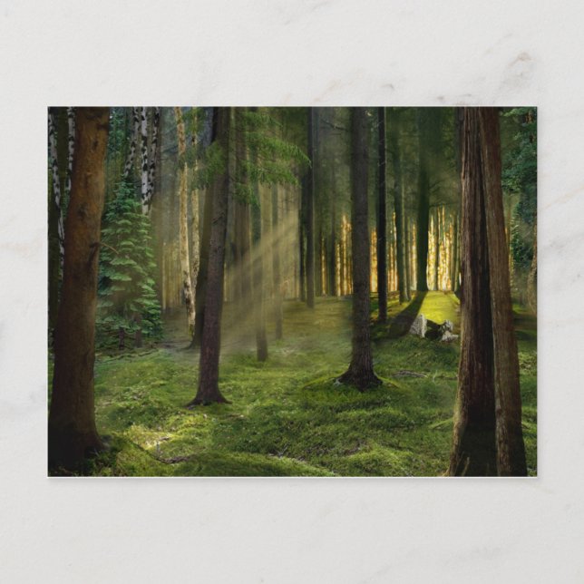 Cartão Postal Florestas de Dawn (Frente)