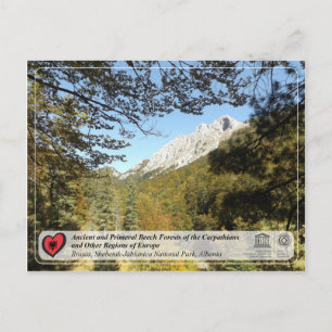 Cartão Postal Florestas de faia antigas e primevais - Rrajca