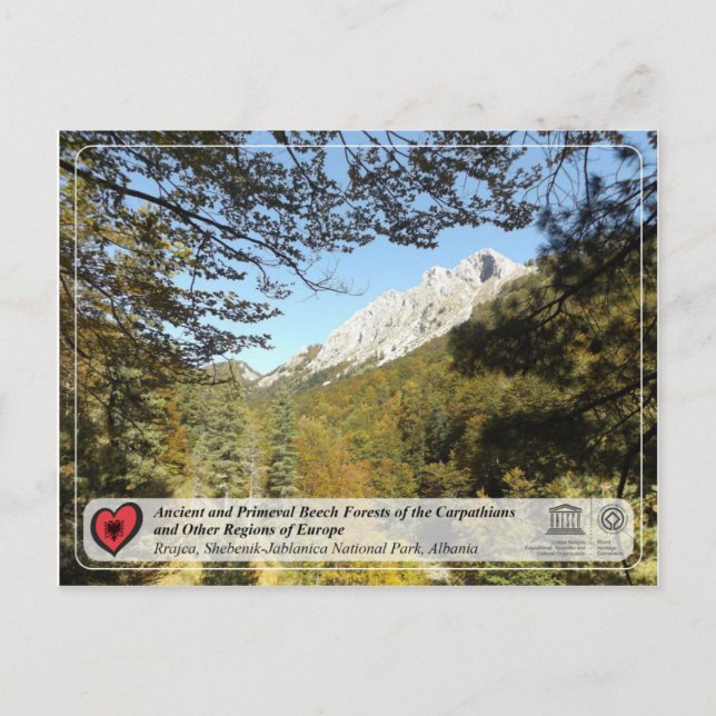 Cartão Postal Florestas de faia antigas e primevais - Rrajca (Frente)