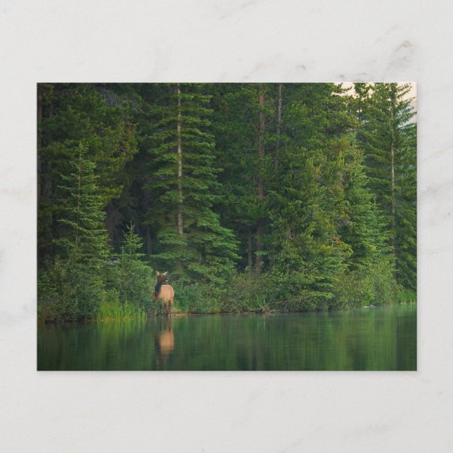 Cartão Postal Florestas | Elk no Banff National Park Alberta (Frente)