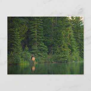 Cartão Postal Florestas Elk no Banff National Park Alberta
