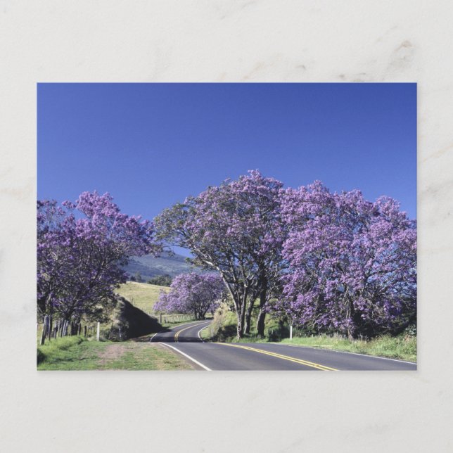 Cartão Postal Florestas florescentes ao longo da estrada em Hale (Frente)