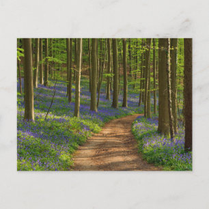 Cartão Postal Florestas Floresta Bluebell na Bélgica