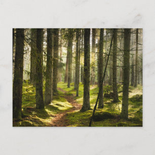 Cartão Postal Florestas   Floresta Boreal Suécia