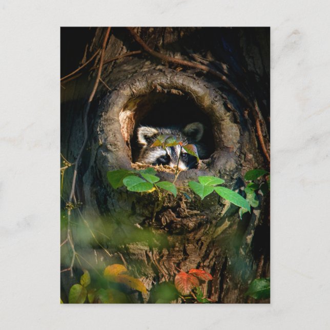 Cartão Postal Florestas | Raccoon Peeking (Frente)