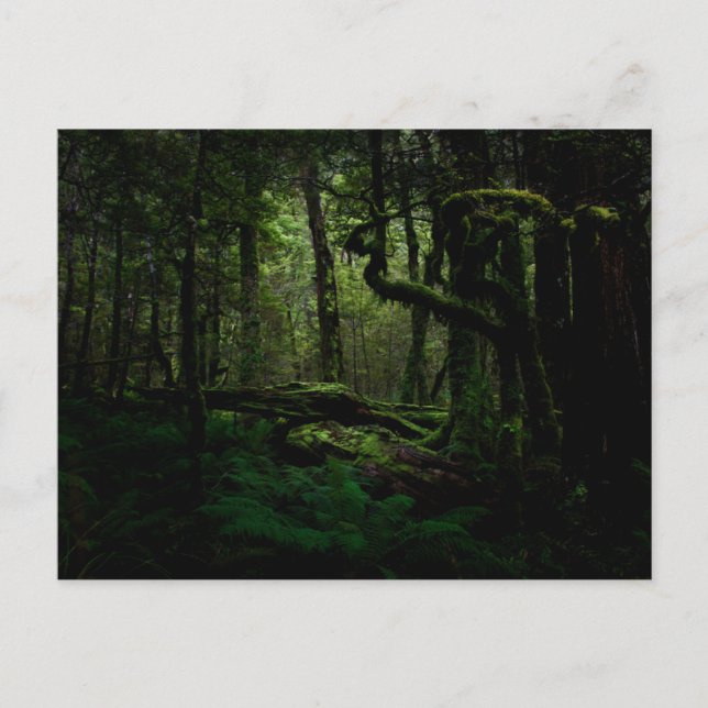 Cartão Postal Florestas | Rota Routeburn Parque Nacional Fiordla (Frente)