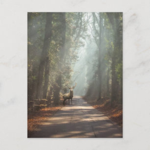 Cartão Postal Florestas Stag Woodland