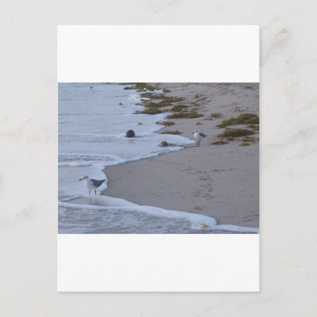 Cartão Postal Florida (Frente)