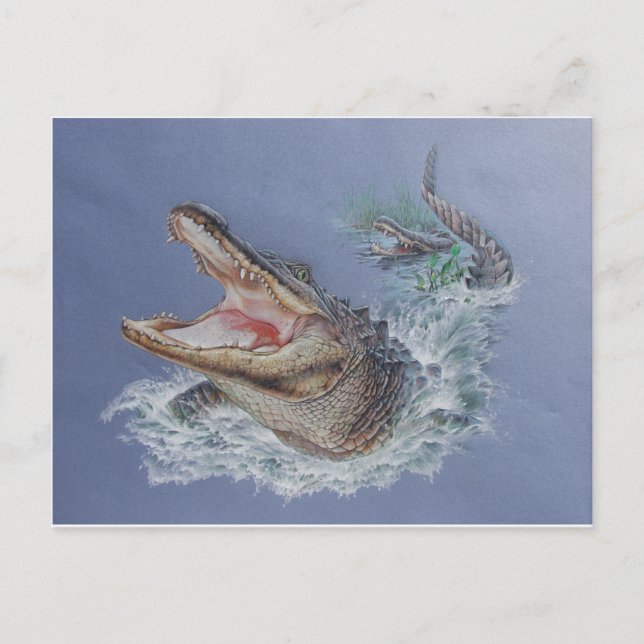 Cartão Postal Flórida Alligator (Frente)