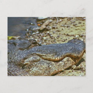 Cartão Postal Flórida Alligator