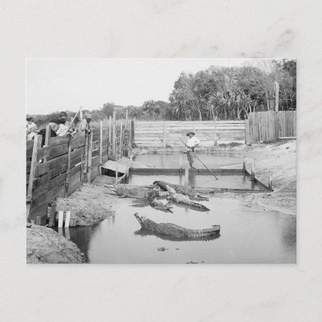 Cartão Postal Florida Alligator Show, 1904 (Frente)