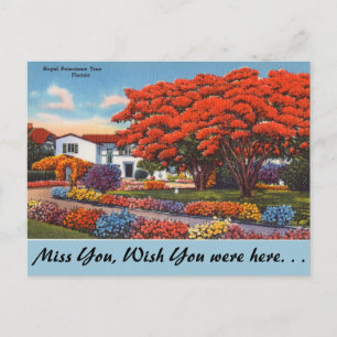 Cartão Postal Flórida, Árvore Real Poinciana