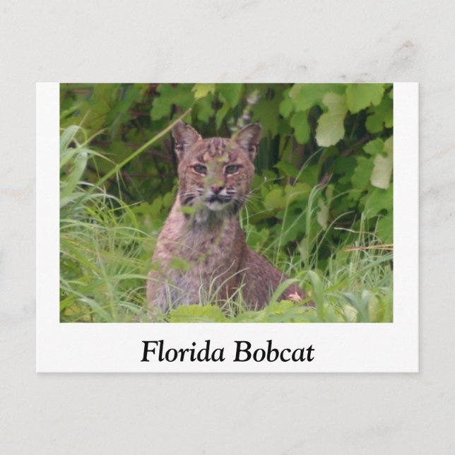 Cartão Postal Florida Bobcat (Frente)