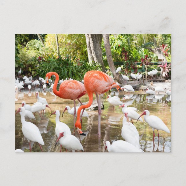Cartão Postal Flórida Bonita Primaveras Pink Flamingo Viagem (Frente)