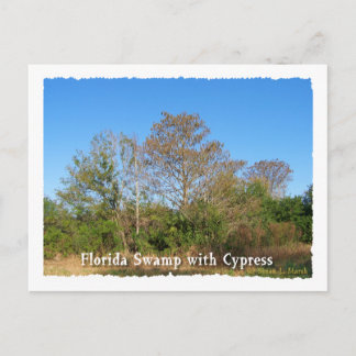 Cartão Postal Flórida Cypress Swamp com céus azuis