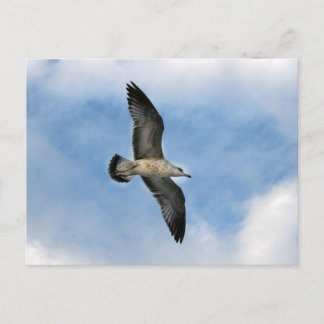 Cartão Postal Flórida de esgoto voando contra o céu azul