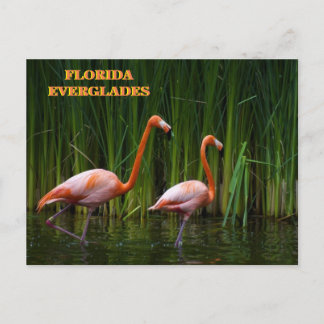 CARTÃO POSTAL FLORIDA EVERGLADES