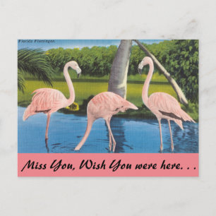 Cartão Postal Florida, flamingos