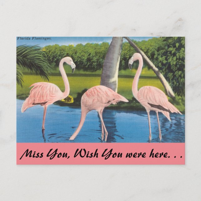 Cartão Postal Florida, flamingos (Frente)