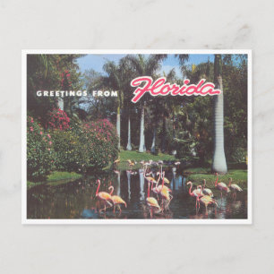 Cartão Postal Flórida flamingos 1960