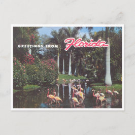 Cartão Postal Flórida flamingos 1960