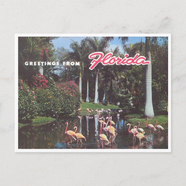 Cartão Postal Flórida flamingos 1960 (Frente)