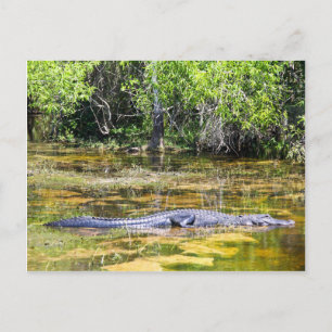 Cartão Postal Flórida Gator