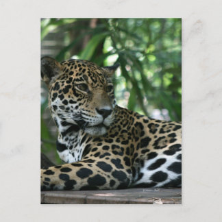 Cartão Postal Flórida Jaguar está deitada