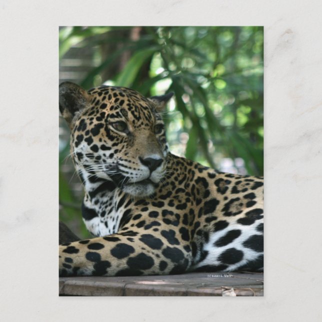 Cartão Postal Flórida Jaguar está deitada (Frente)