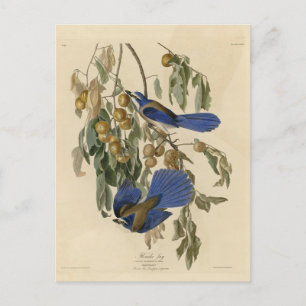 Cartão Postal Florida Jay (Scrub-Jay) Audubon's Birds of America