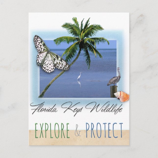 Cartão Postal Florida Keys Wildlife (Frente)