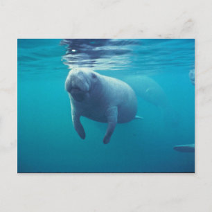 Cartão Postal Florida Manatee