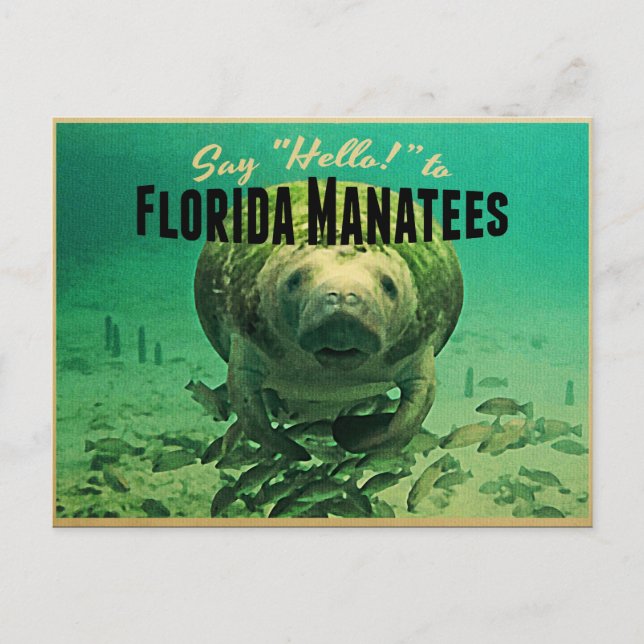 Cartão Postal Florida Manatees (Frente)